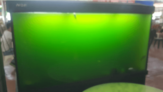 The Shark Food Court aquarium before treatment with green turbid water
